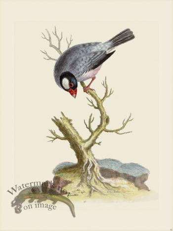 Edwards 041 Rice Bird Cock 